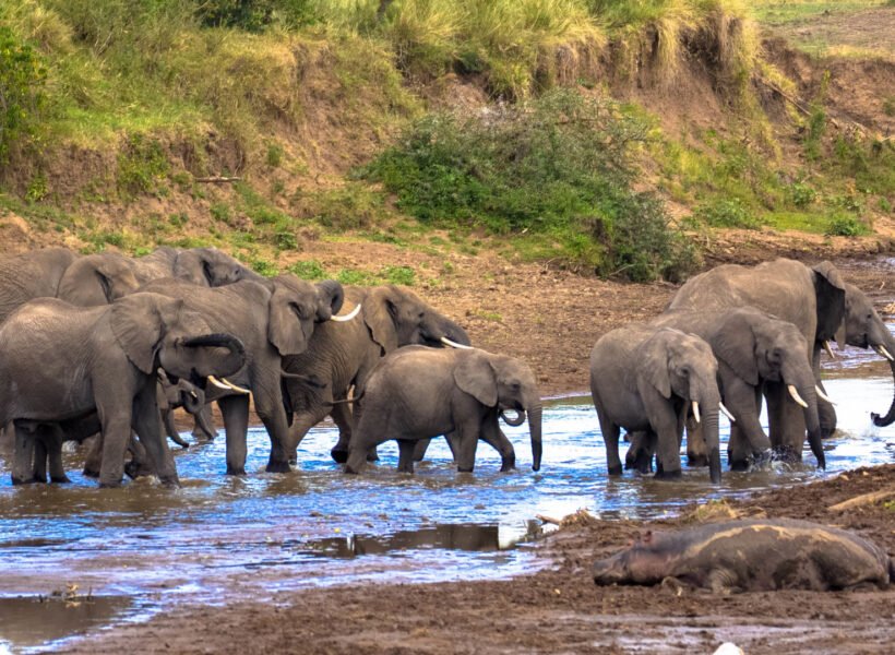 A herd of african elephants in natural habitat drinking at a waterhole. Seen at game drive in Wildlife reserve.