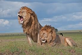 Maasai Mara,