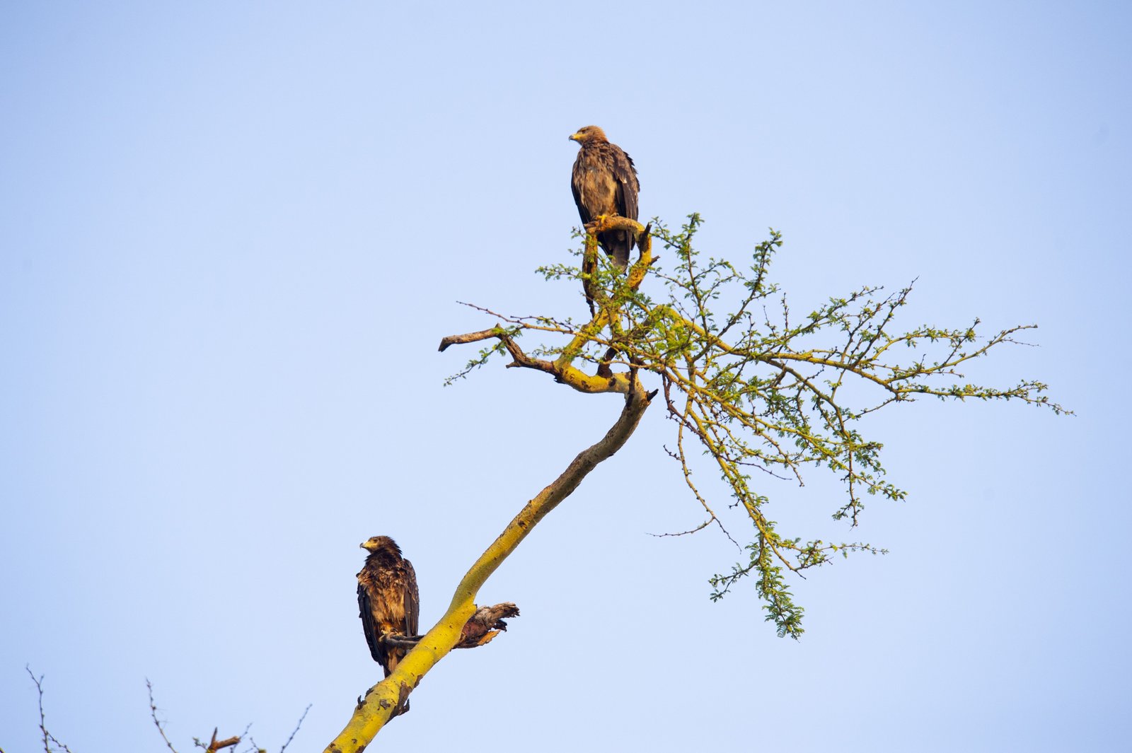 Lake Nakuru Lodge