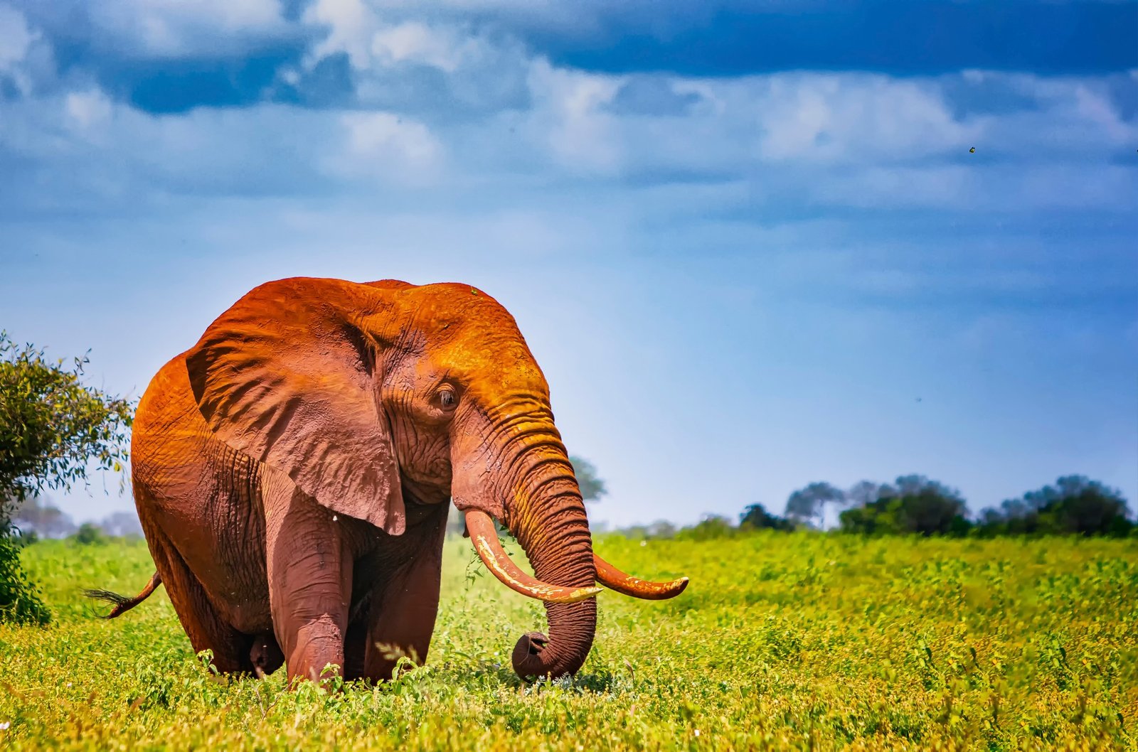 Kenya