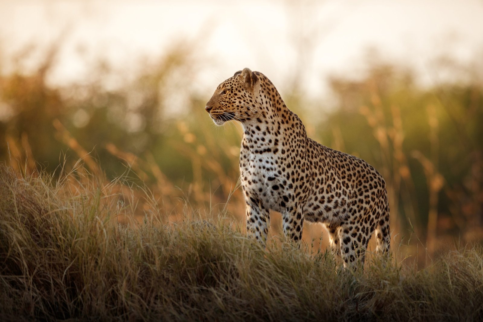 Tanzania