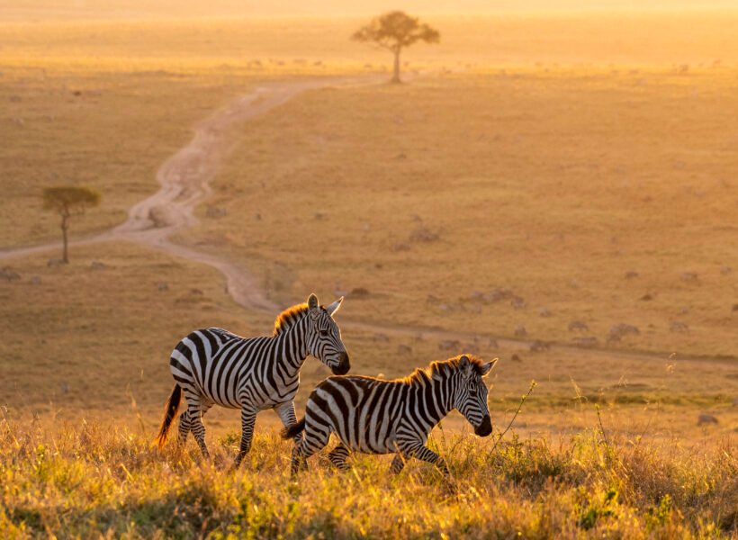 Zebras walking peacefully at golden magical light during sunrise in Mara triangle