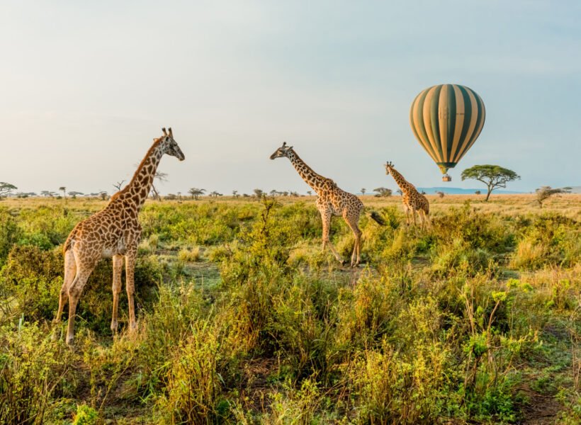 Multiple Giraffes stand infant of a passing by Hot Air Balloon in The Serengeti in Serengeti National Park, Tanzania.