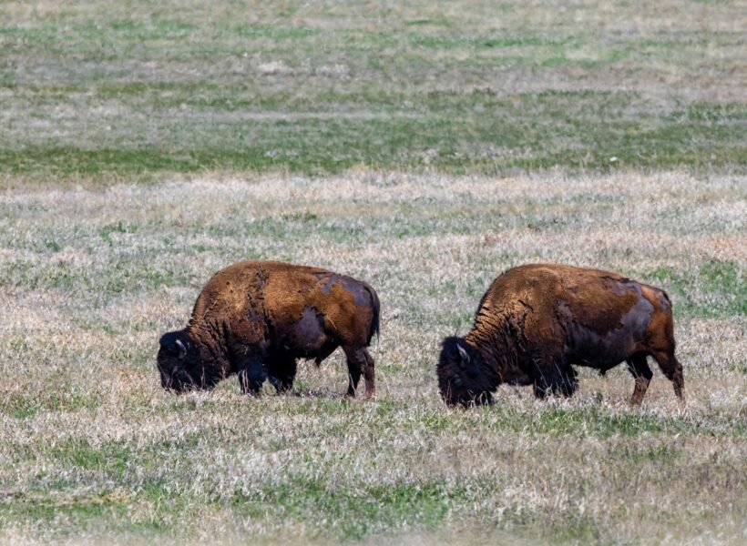 Kora National Park