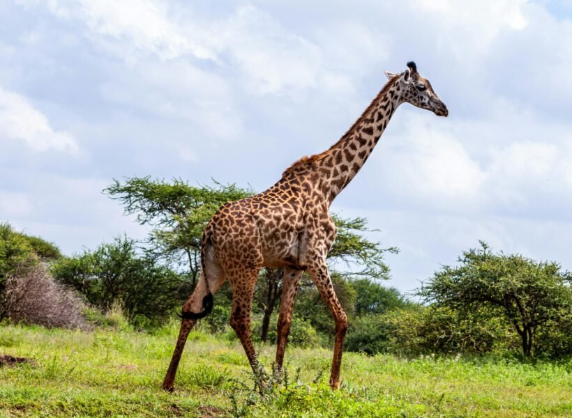 Amboseli National Park