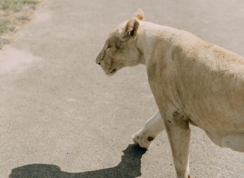 Shaba National Reserve