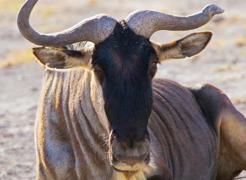 Shaba National Reserve