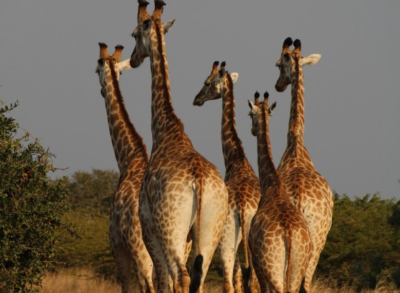 Kibale National Park
