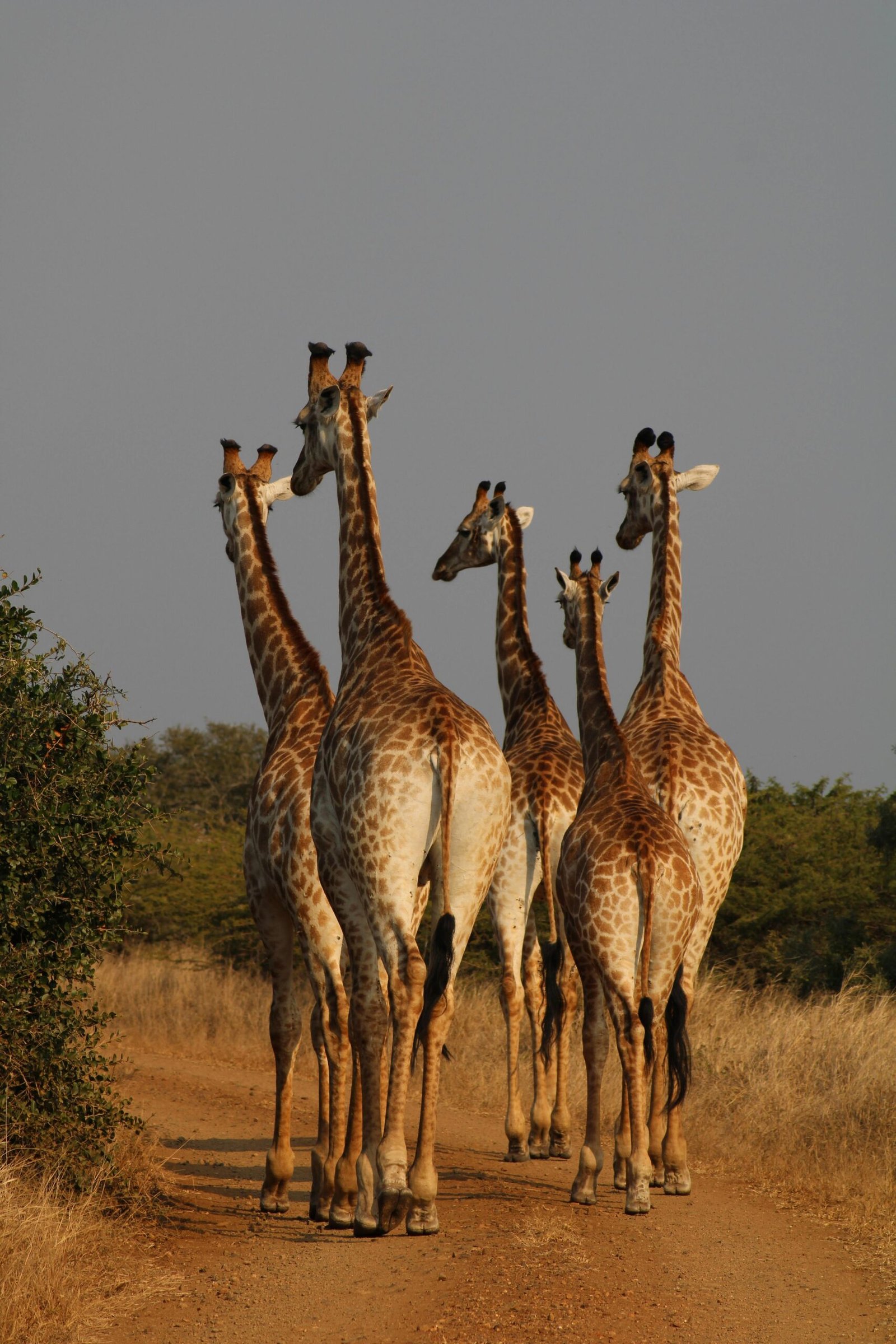 Kibale National Park