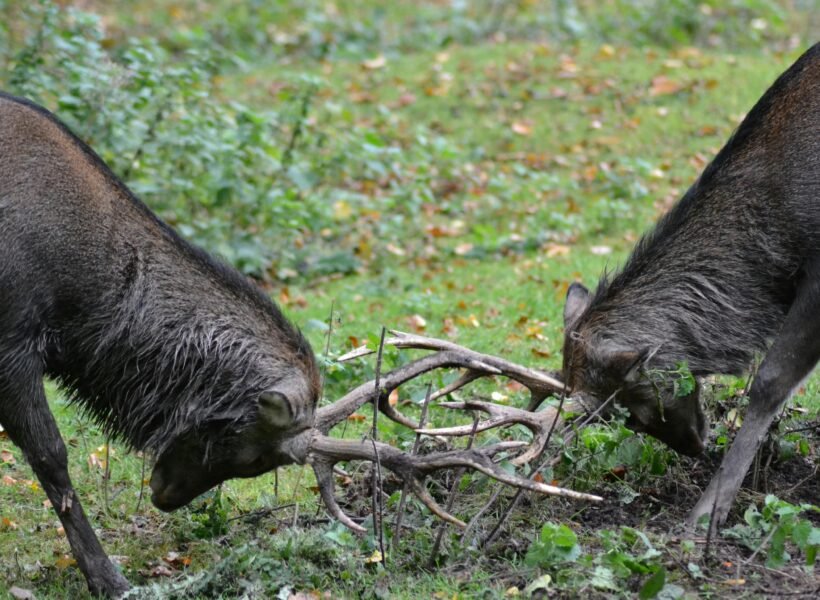 Lake Mburo National Park