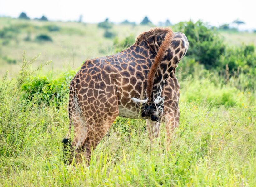 Samburu National Reserve
