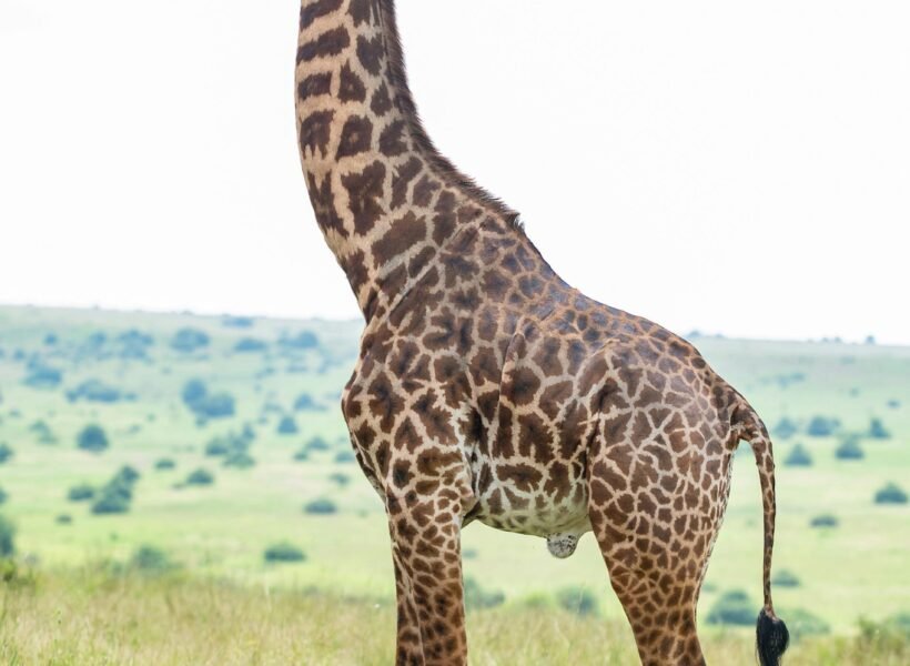 Nairobi National Park