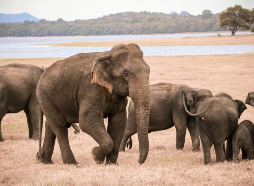 Kidepo Valley National Park