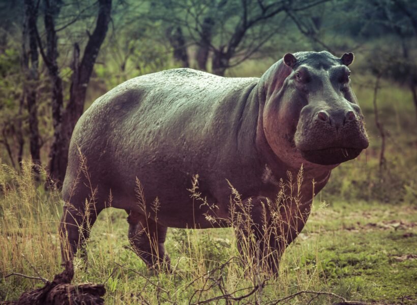 Lake Manyara National Park