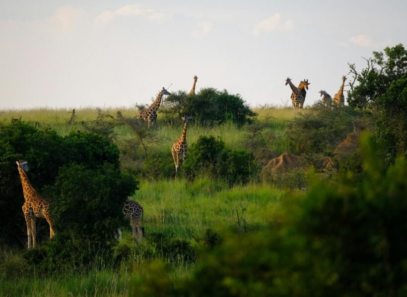 Marsabit National Park