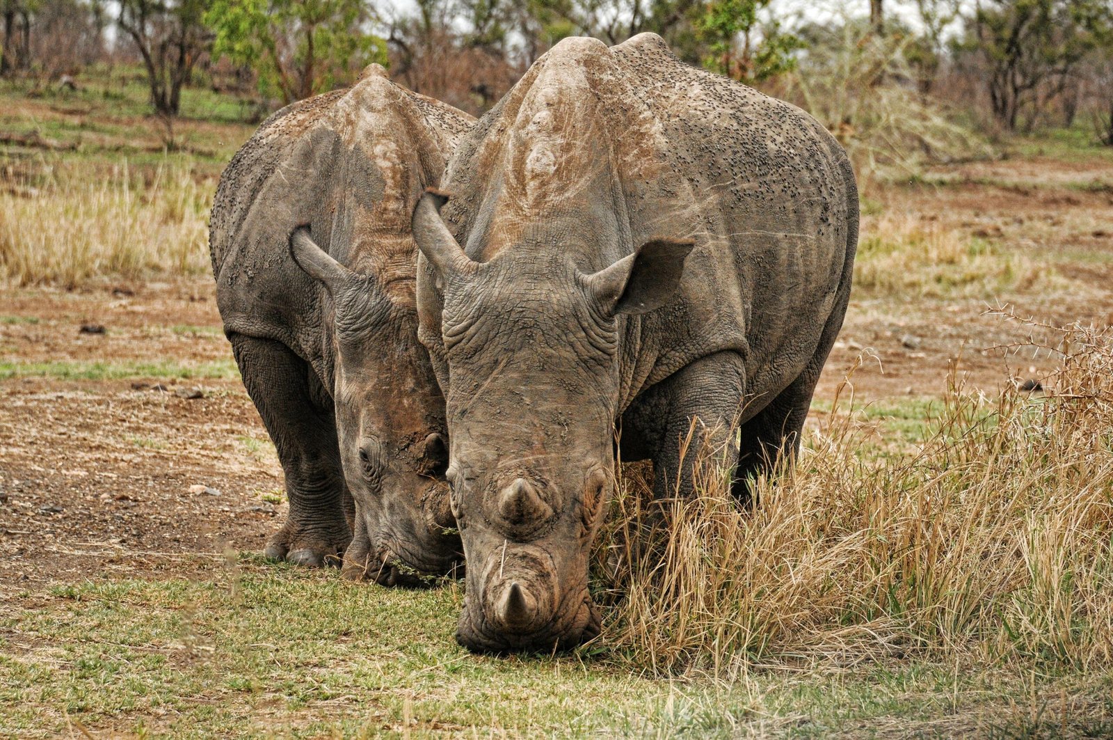pexels-frans-van-heerden-201846-1577478