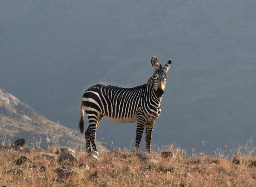 Lake Manyara National Park