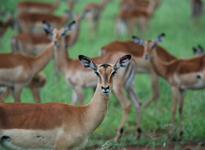 Mikumi National Park