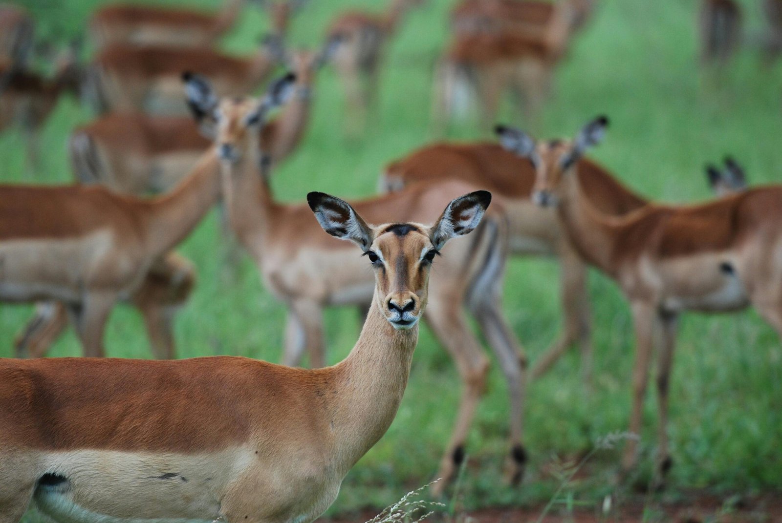 Mikumi National Park