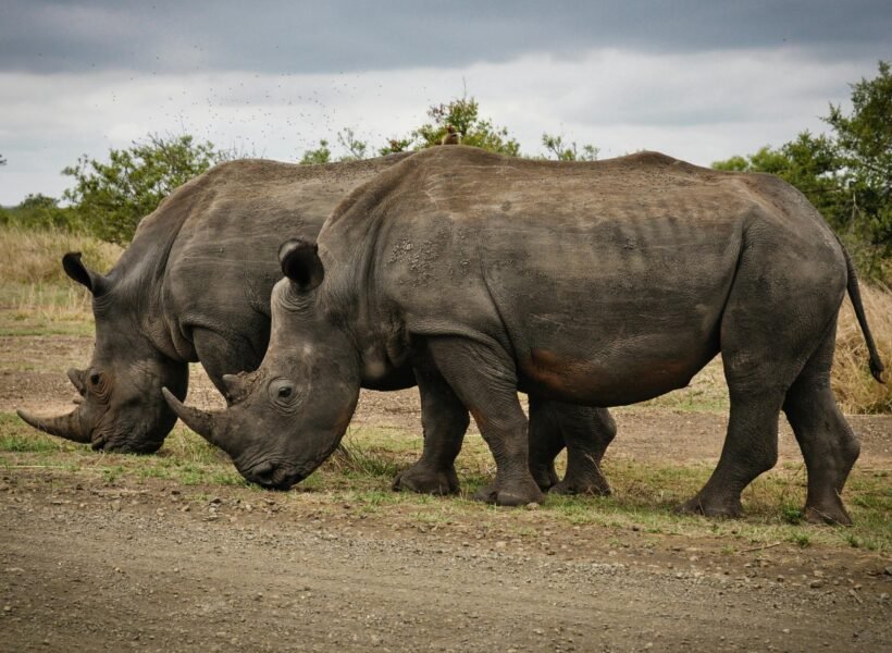 Ruaha National Park