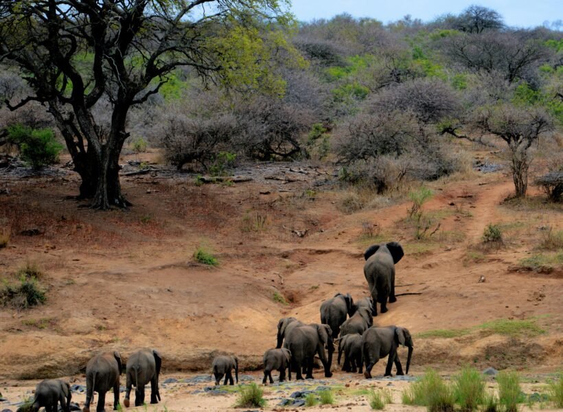 Nyerere National Park
