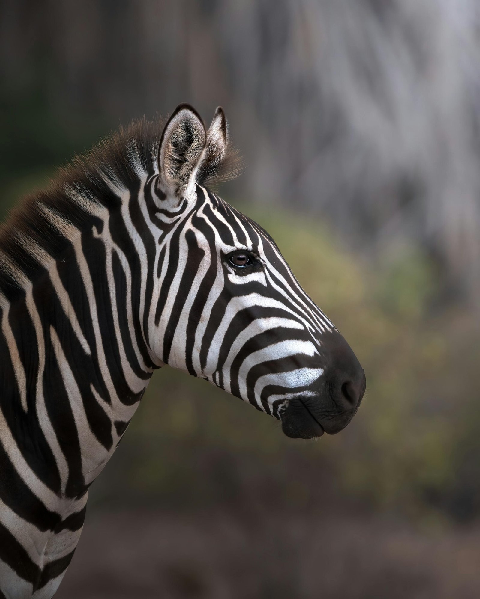 Tsavo West National Park