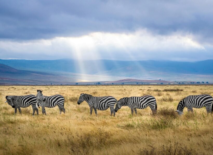 Nyerere National Park
