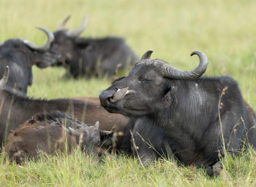 Mount Elgon National Park