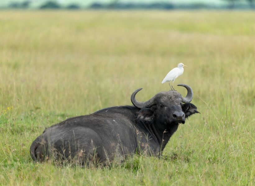 Mount Elgon National Park