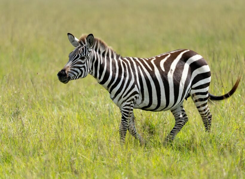 Ruaha National Park