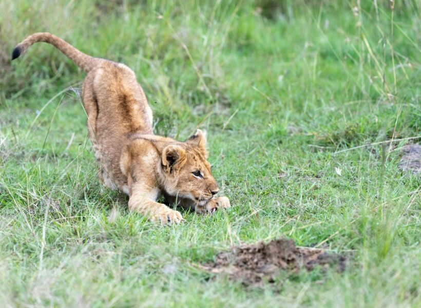 Queen Elizabeth National Park