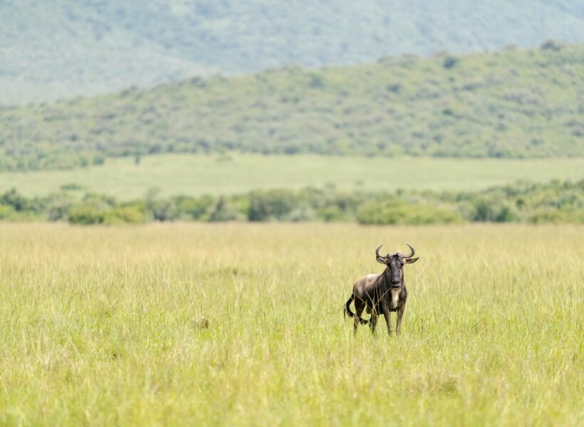 Kora National Park