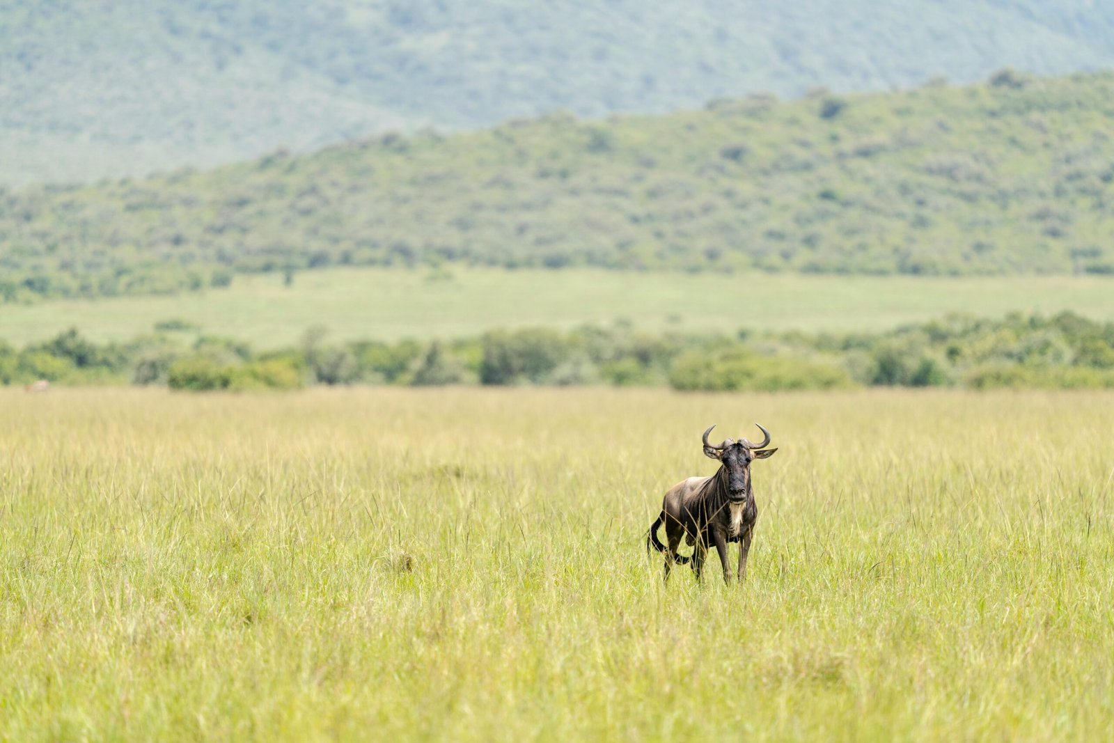 Kora National Park