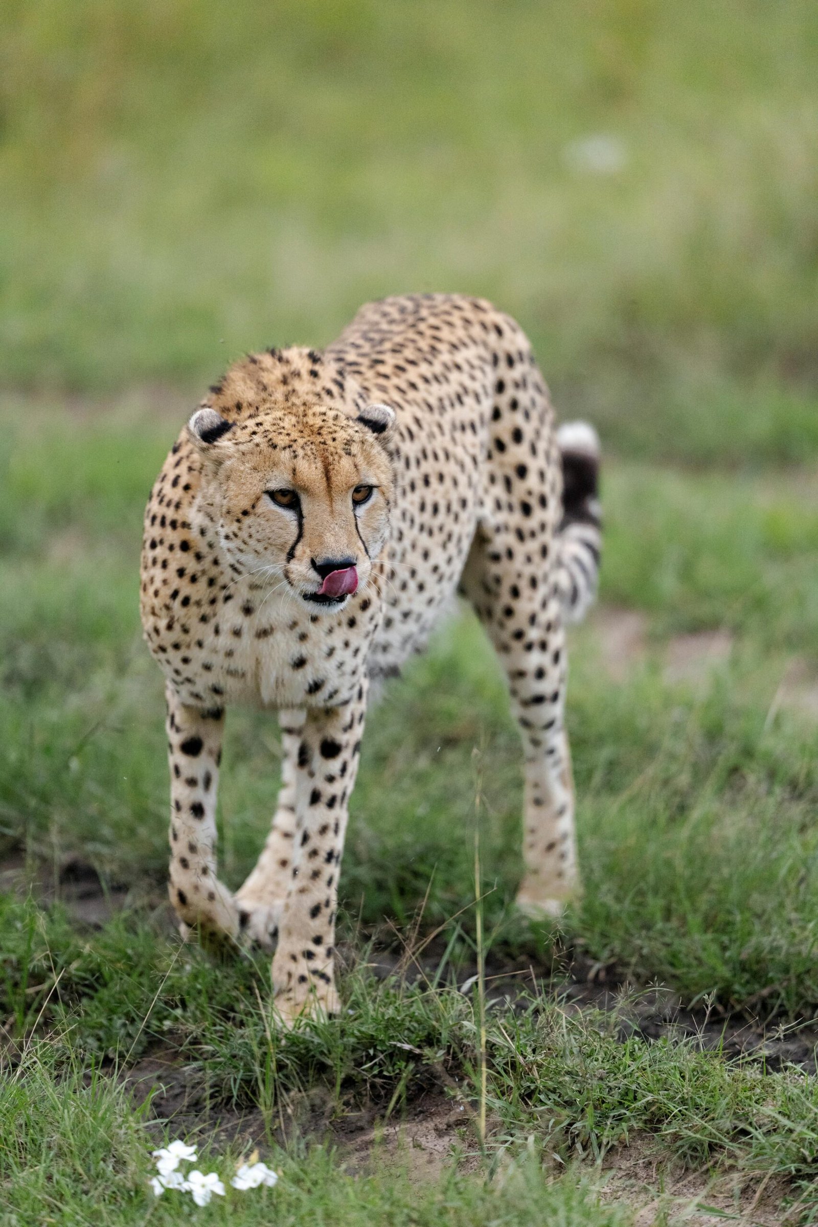 Shimba Hills National Reserve