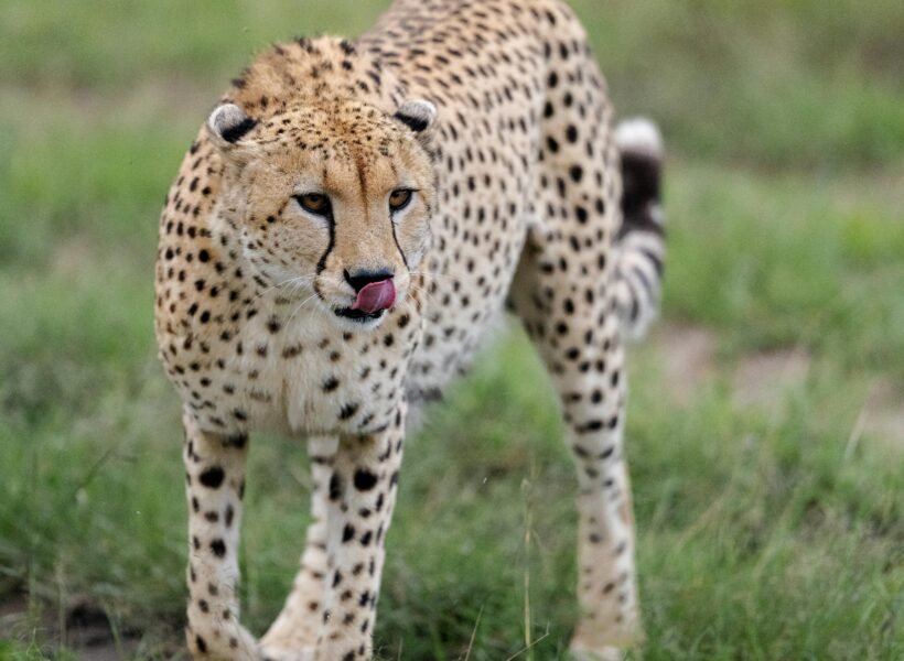 Lake Naivasha National Park