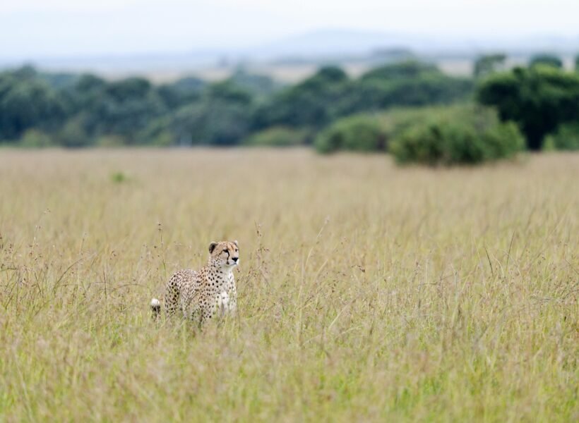 Kora National Park