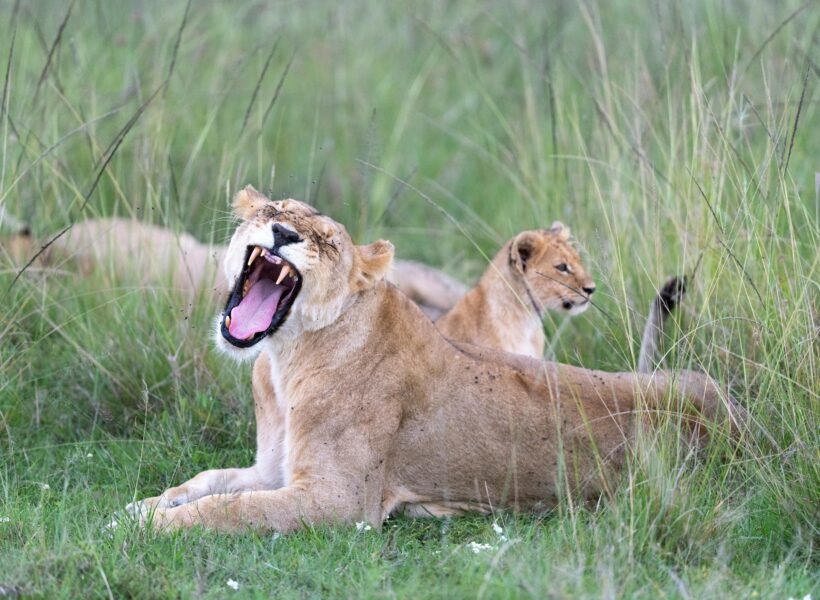 Amboseli National Park
