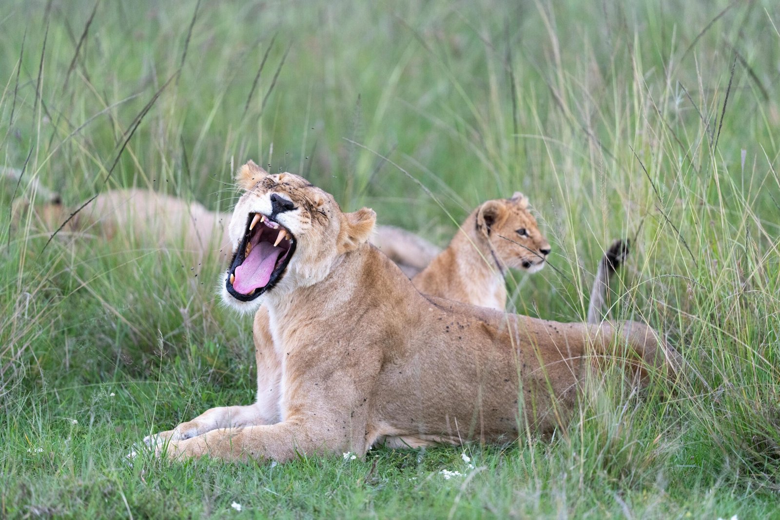 Amboseli National Park