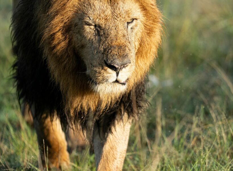 Mount Kenya National Park