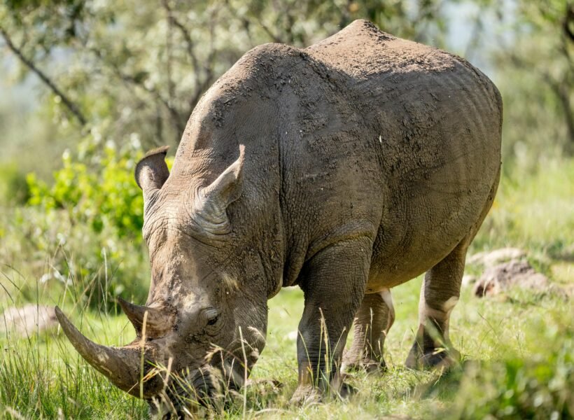 Meru National Park