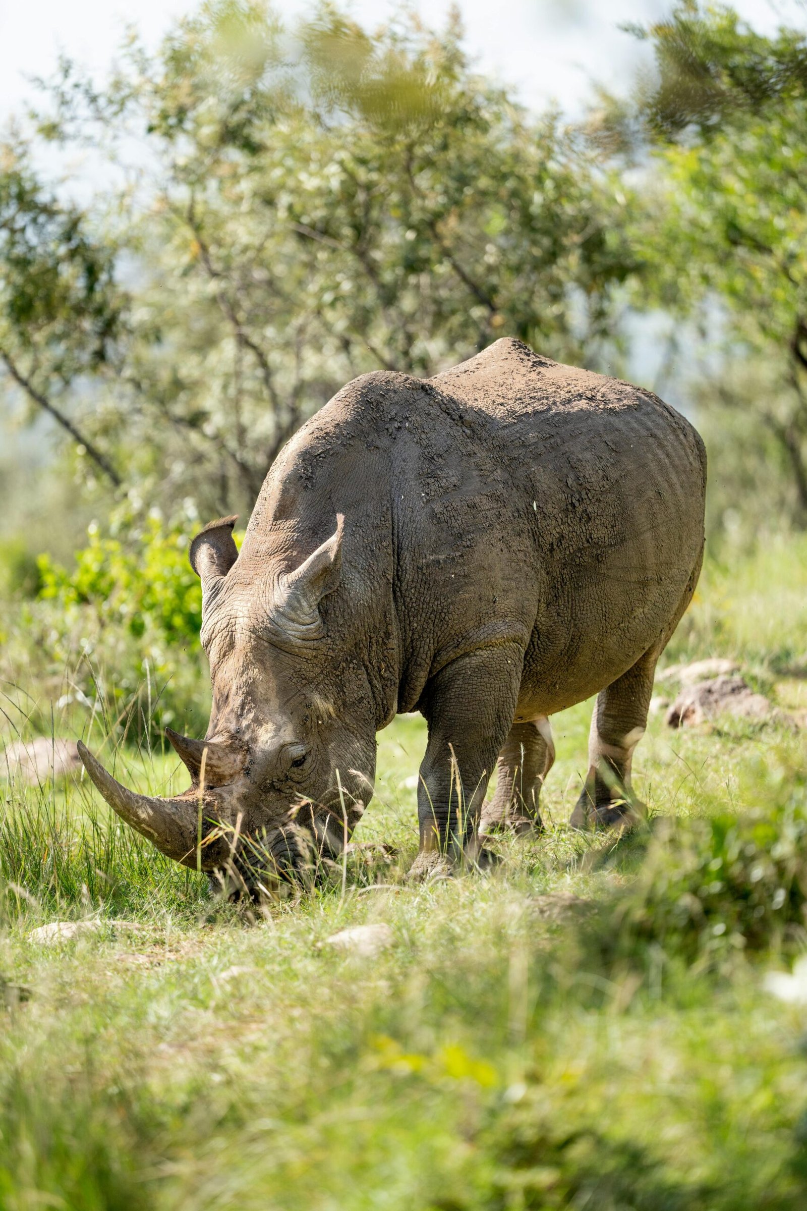Aberdare National Park
