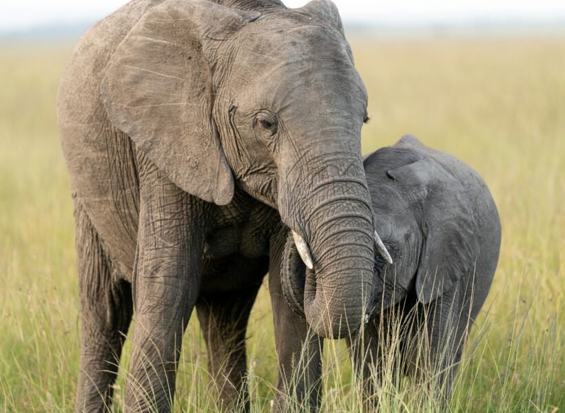 Murchison Falls National Park