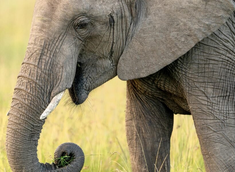 Tsavo East National Park