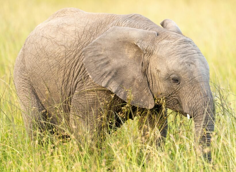 Lake Nakuru National Park
