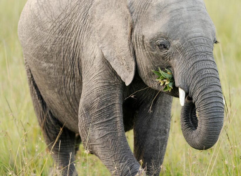Mount Kenya National Park