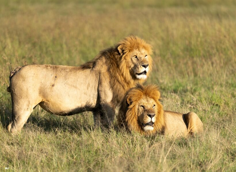Mount Kenya National Park