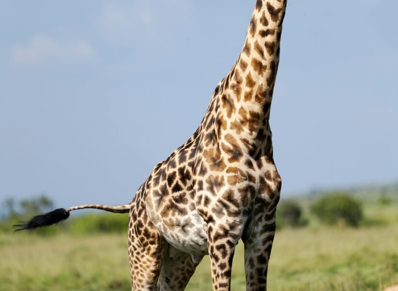 Queen Elizabeth National Park