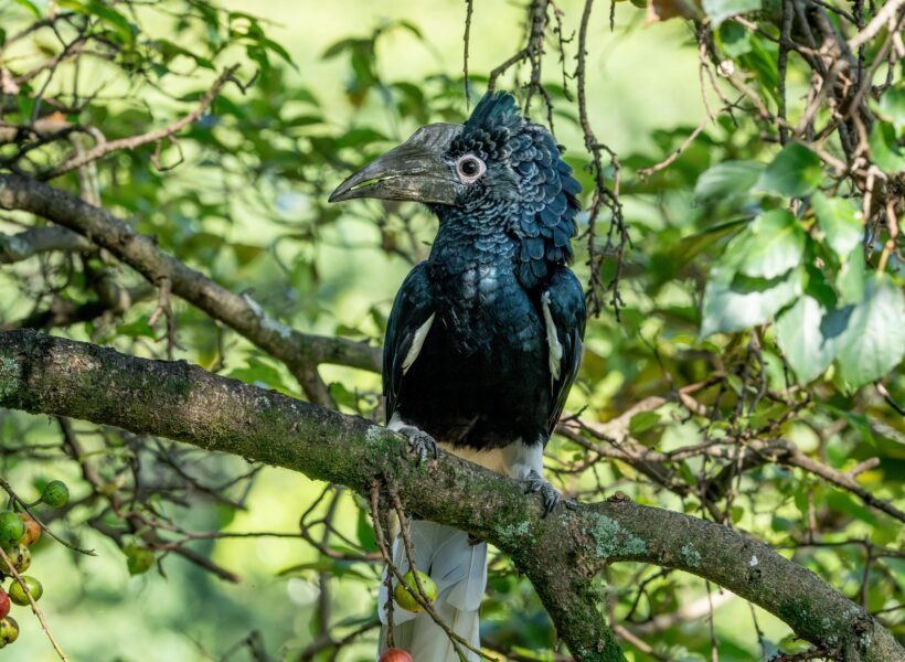 Mount Elgon National Park