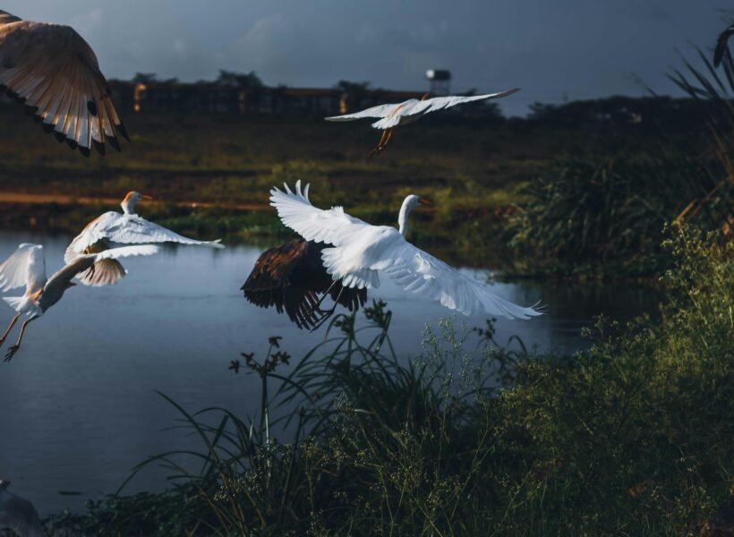 Nairobi National Park
