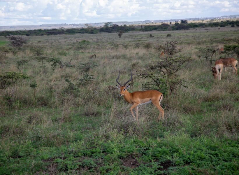 Queen Elizabeth National Park